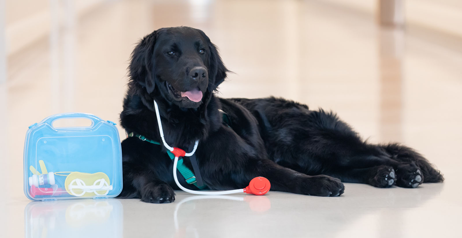 Falco-HEADER Falco Spotlight