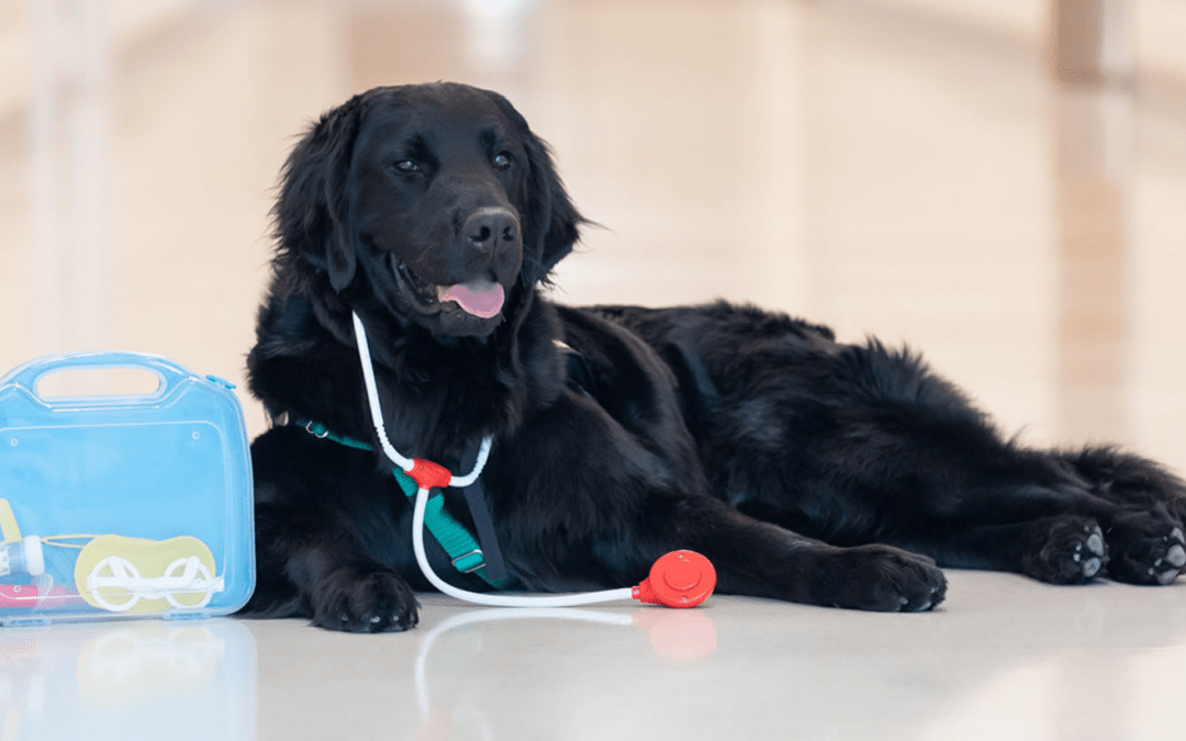 Meet Falco – Our Frisco Facility Dog