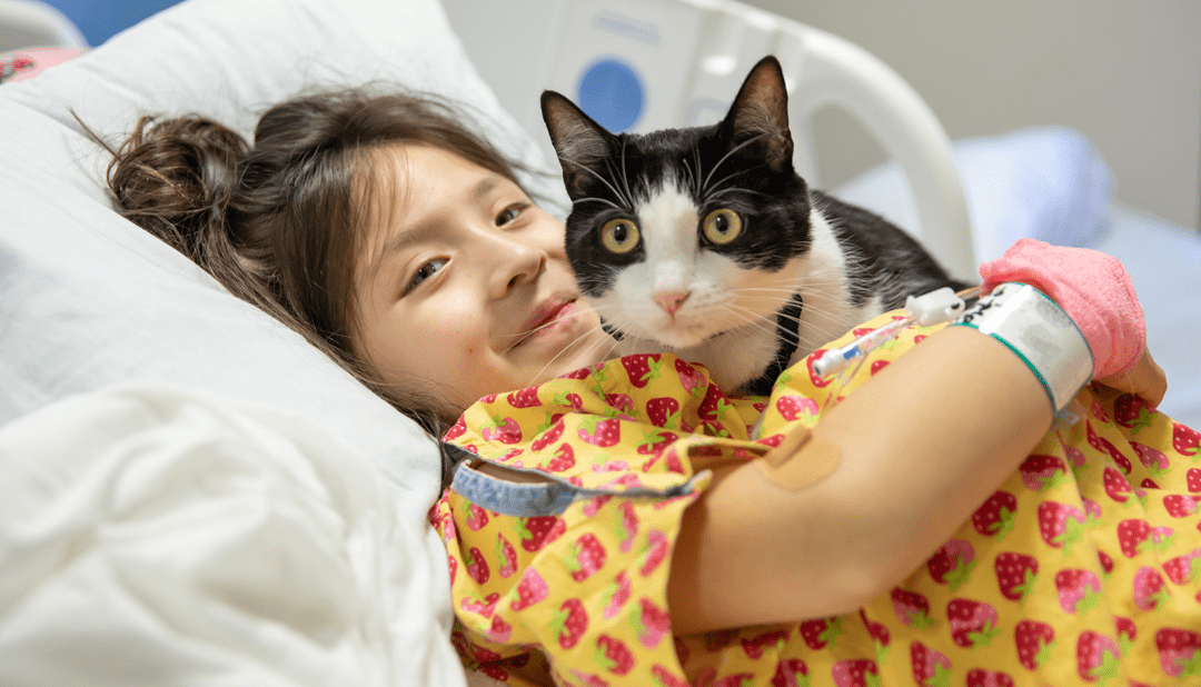 Calming Cuddles with Harry the Therapy Cat